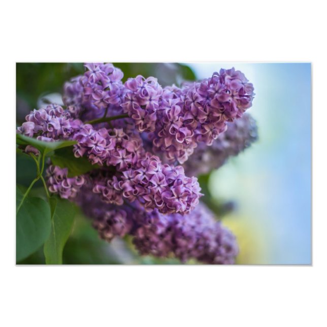 Impression photo de lilas (Devant)