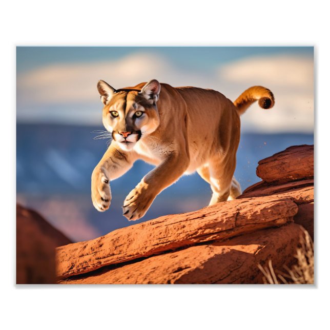 Impression photo de lion de montagne (Devant)