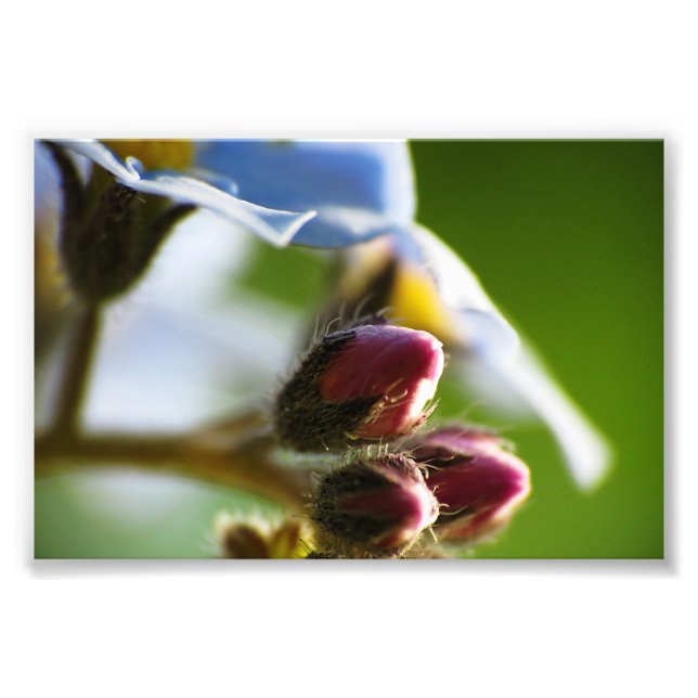 Impression photo de l'oubli-moi-Nots 8 (Devant)
