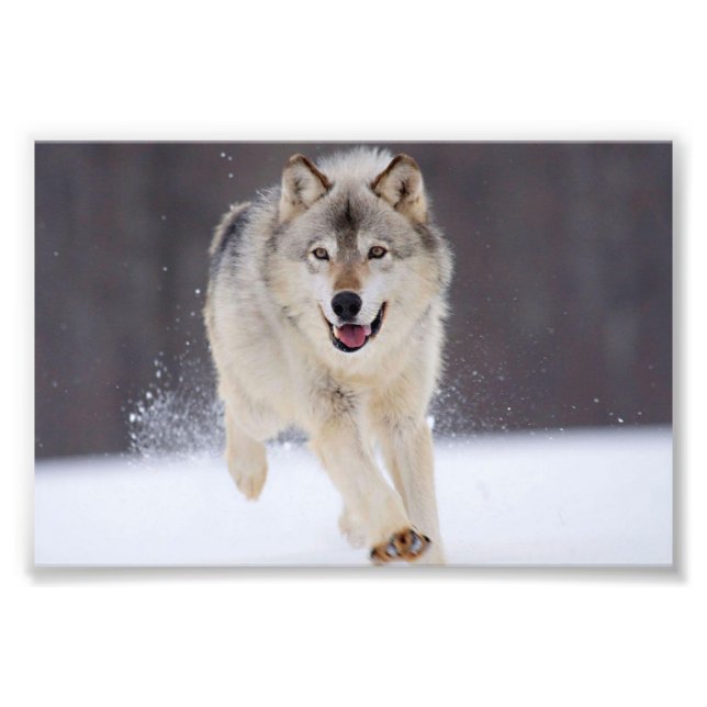 Impression photo de loup sauvage (Devant)
