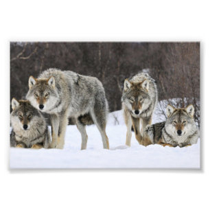 Impression photo de loups sauvages
