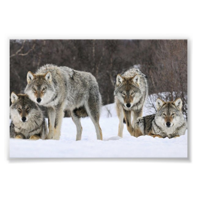 Impression photo de loups sauvages (Devant)