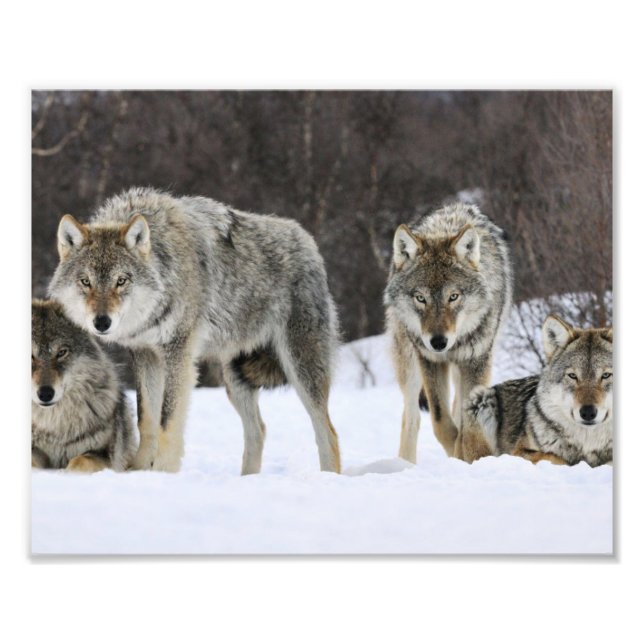 Impression photo de loups sauvages (Devant)