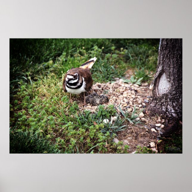 Impression photo de Maman Oiseau protégeant ses œu (Devant)