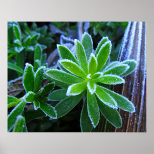Impression photo de plantes de gaillet des haies g