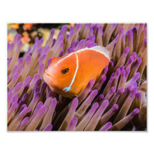 Impression photo de poisson clown
