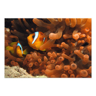 Impression photo de poisson clown