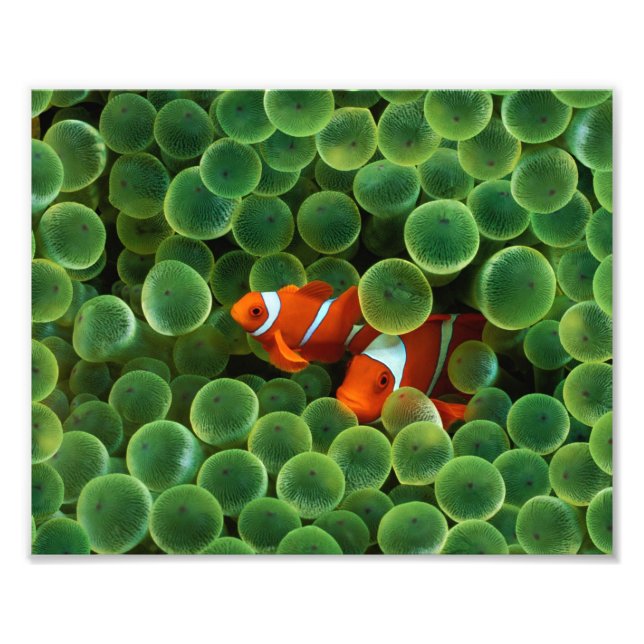 Impression photo de poisson clown (Devant)
