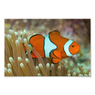 Impression photo de poisson clown mignon