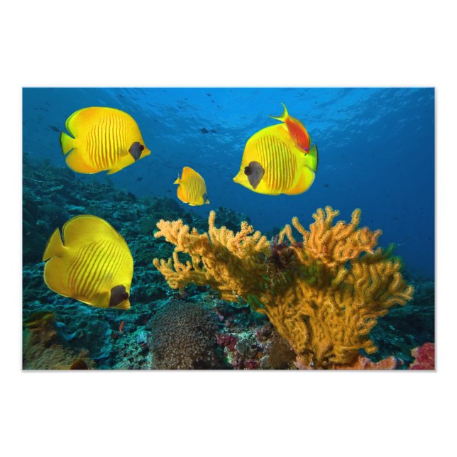Impression photo de poissons tropicaux (Devant)