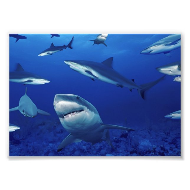 Impression photo de requins (Devant)
