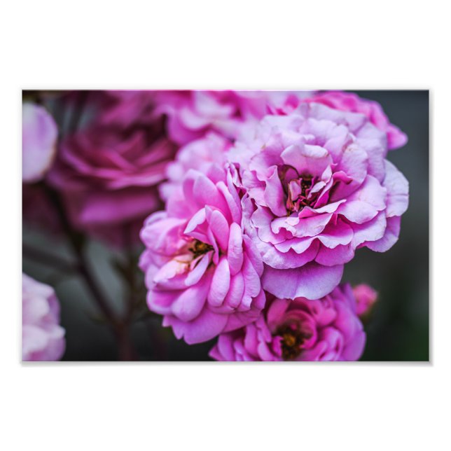 Impression photo de roses roses douces  (Devant)
