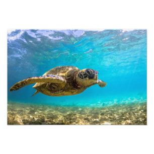 Impression photo de tortue marine
