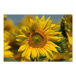 Impression photo de tournesol
