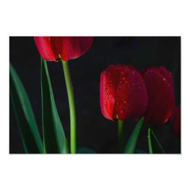 Impression photo de tulipes (Devant)