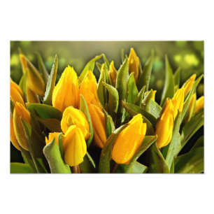 Impression photo de Tulipes Jaunes