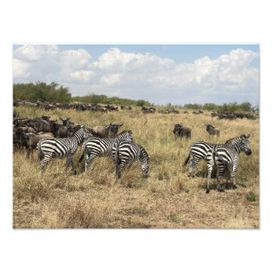 Impression photo de zèbre africain