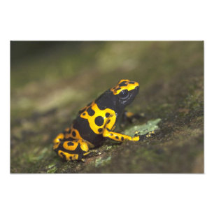 Impression Photo Dendrobate à bandes jaunes Dendrobates