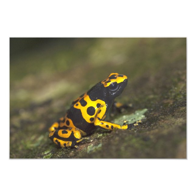 Impression Photo Dendrobates de grenouille à bandes jaunes (Devant)