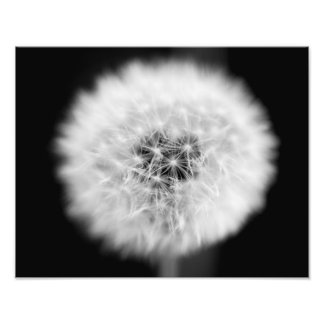 Impression Photo Dent de Lion