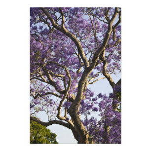 Impression Photo Des arbres Jacaranda en fleurs dans le nouveau par