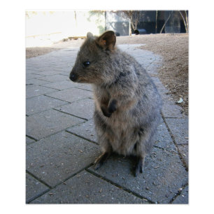 Impression Photo "Des coups de bâton en Australie : une Quokka gris