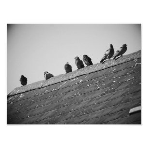Impression Photo Des pigeons sur le toit