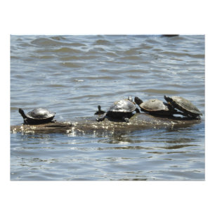 Impression Photo Des tortues sur un rond sur le fleuve Mississippi