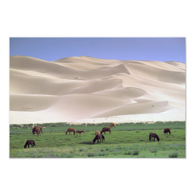 Impression Photo Désert de Gobi | Chevaux sauvages (Devant)