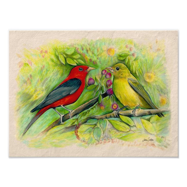 Impression Photo Dessin au crayon de couleur aquarelle des tanagers (Devant)