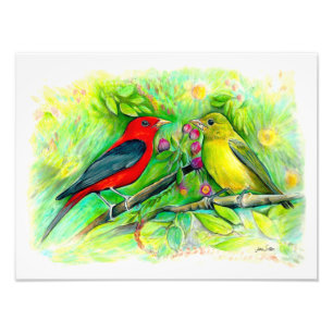 Impression Photo Dessin au crayon de couleur aquarelle des tanagers