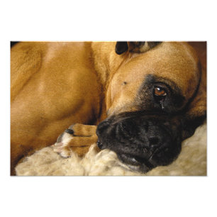 Impression Photo Détail d'un Boxer
