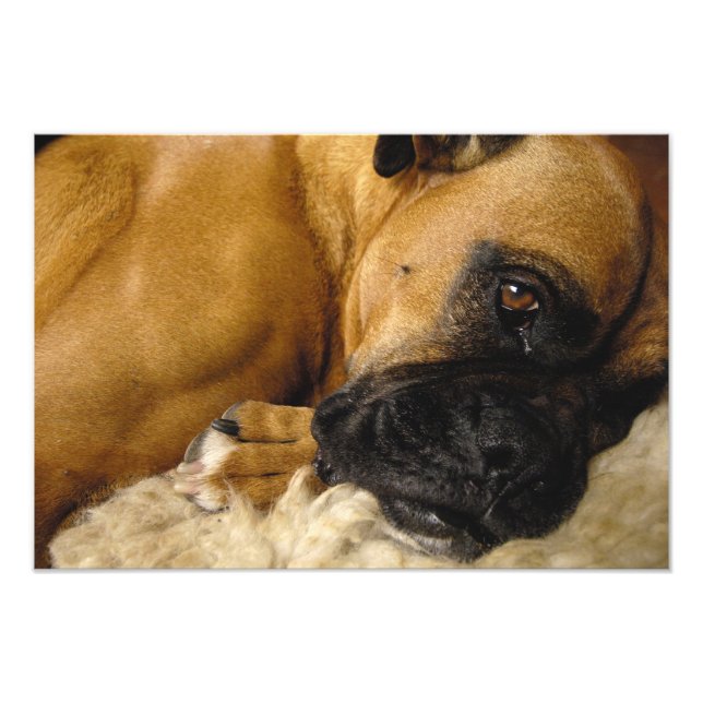 Impression Photo Détail d'un Boxer (Devant)