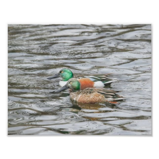 Impression Photo Deux canards à chaussures du Nord (Devant)