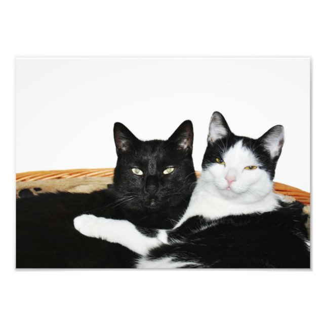 Impression Photo Deux chats en amoureux (Devant)