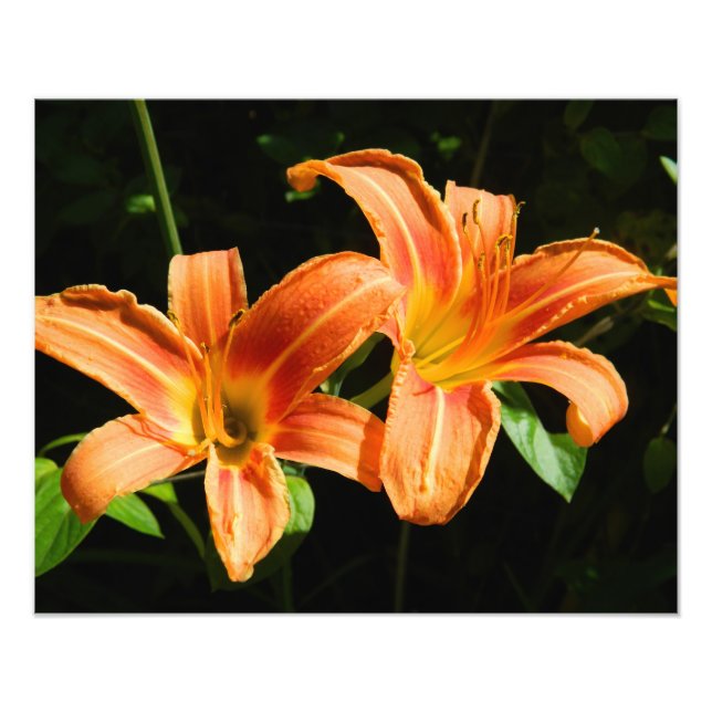 Impression Photo Deux fleurs (Devant)
