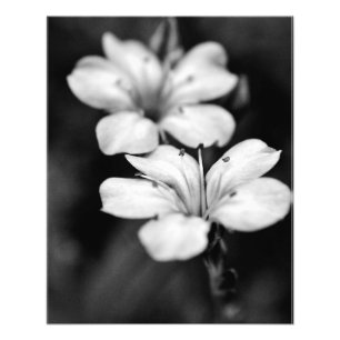 Impression Photo Deux fleurs blanches dans le jardin