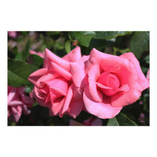 Impression Photo deux fleurs roses roses chaudes.