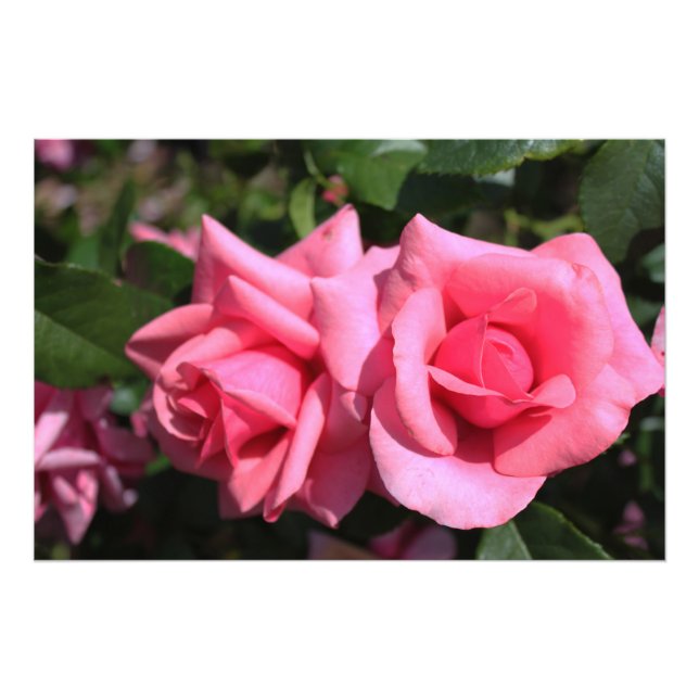 Impression Photo deux fleurs roses roses chaudes. (Devant)