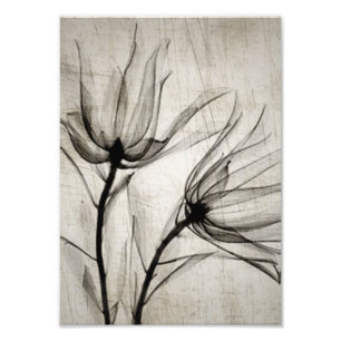 Impression Photo Deux Fleurs X-Ray Vintages