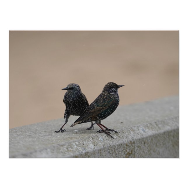 Impression Photo Deux Starlings (Devant)