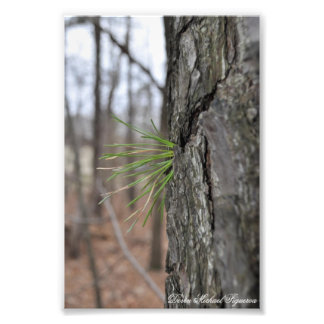 Impression Photo Devin Michael Figueroa 00010