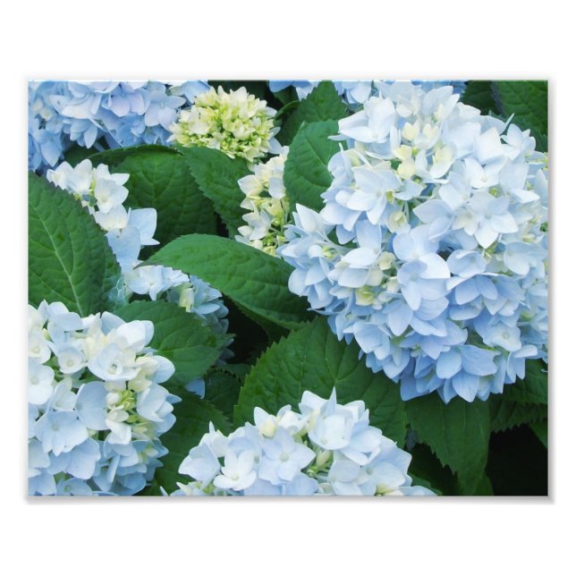 Impression photo d'hortensias (Devant)