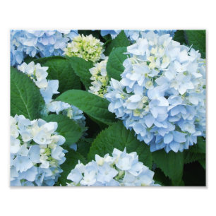 Impression photo d'hortensias