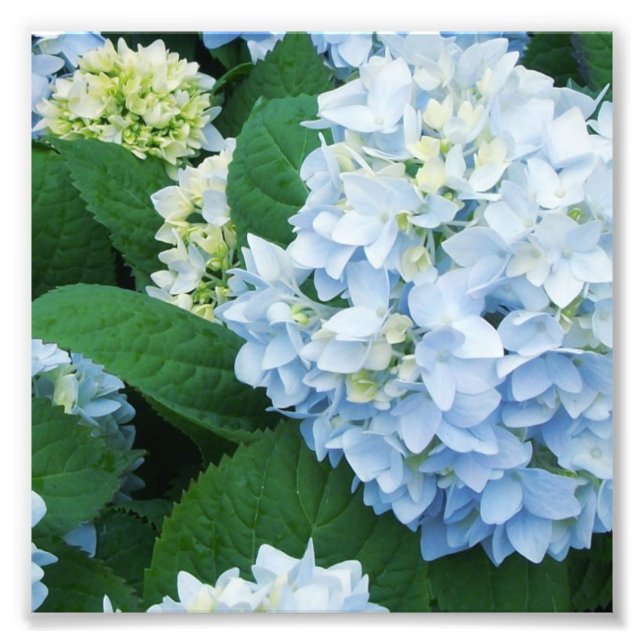 Impression photo d'hortensias (Devant)