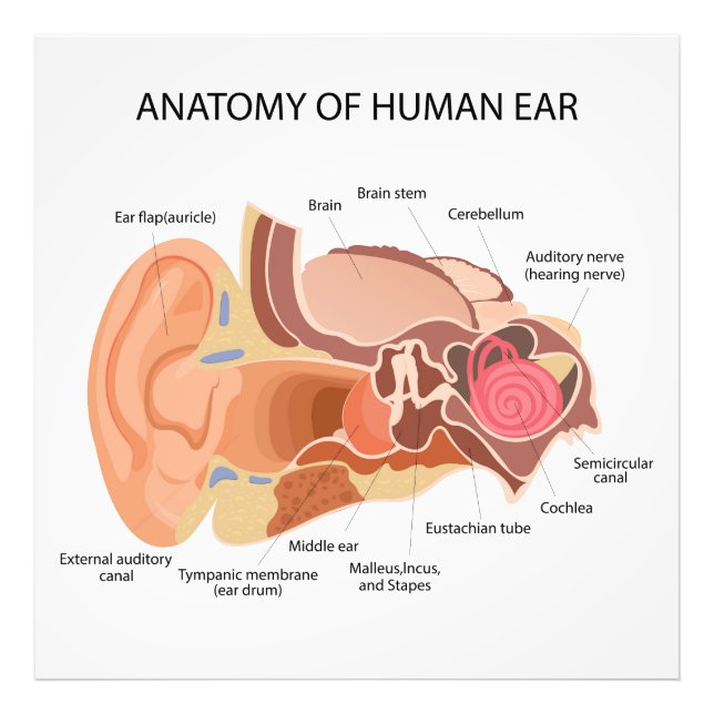 Impression Photo Diagramme anatomique du coeur (Devant)