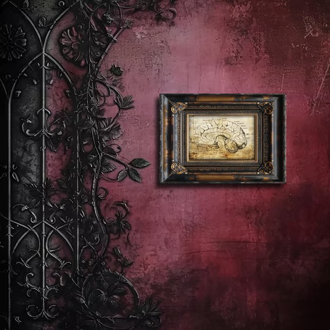 Impression Photo Diagramme d'anatomie de cerveau vintage (Créateur téléchargé)