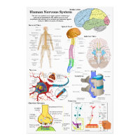 Diagramme du cerveau humain et du système nerveux 