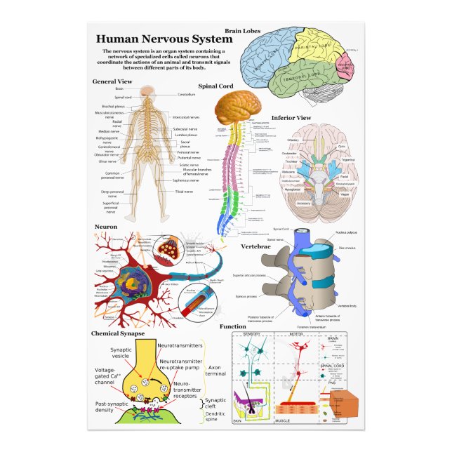 Impression Photo Diagramme du cerveau humain et du système nerveux  (Devant)