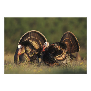 Impression Photo Dindon sauvage, Meleagris gallopavo,mâles